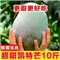 双苑 四川攀枝花凯特大芒果 10斤装整箱 新鲜当季水果 大芒果 青皮芒果 京东生鲜 9.5-10斤带箱