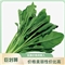 山东大叶菠菜1斤