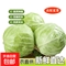 高原夏菜新鲜包菜卷心菜3斤